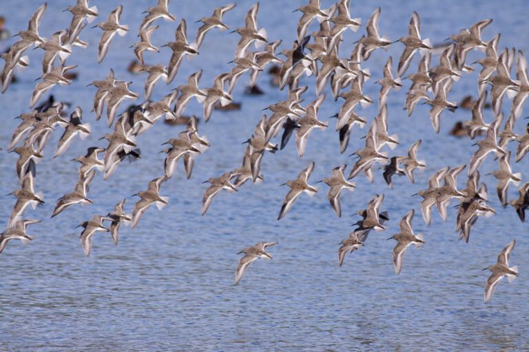 Spring Migration and Bird Protection